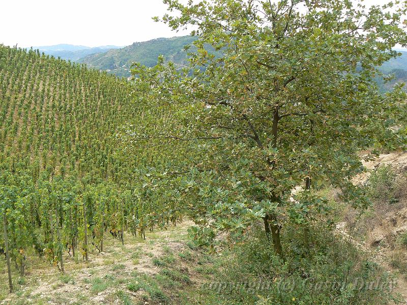 Oak tree, Hermitage vineyards P1140106.JPG